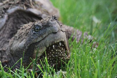 snapping_turtle