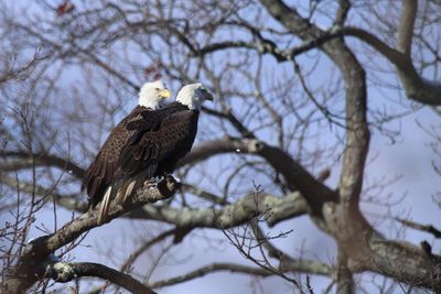 eagles