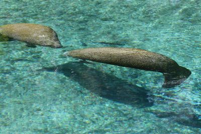 manatees