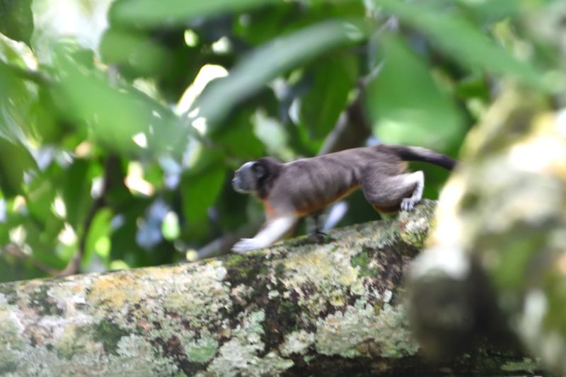 Tamarin  Pieds Blancs 