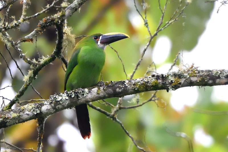 Toucanet  gorge blanche