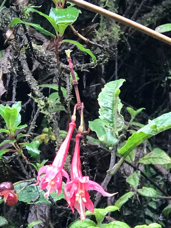 Fuchsia petiolaris