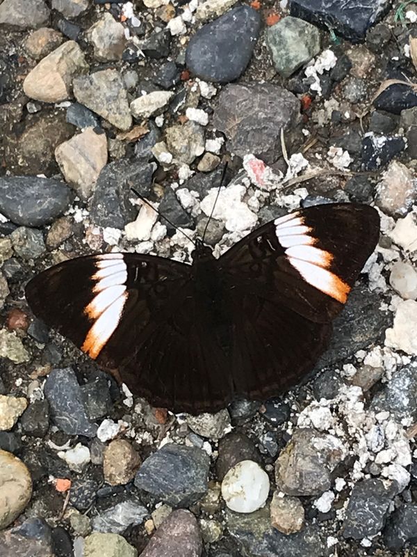 Adelpha lycorias