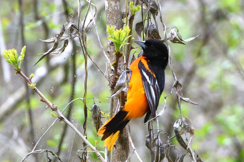 Oriole de Baltimore