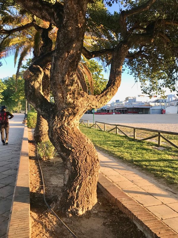 Arbre  lige