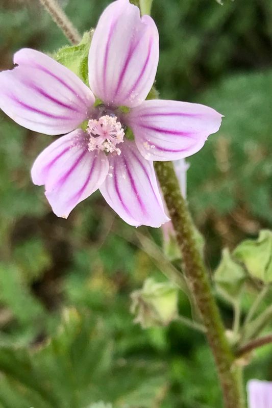 Mauve ou Lavatre