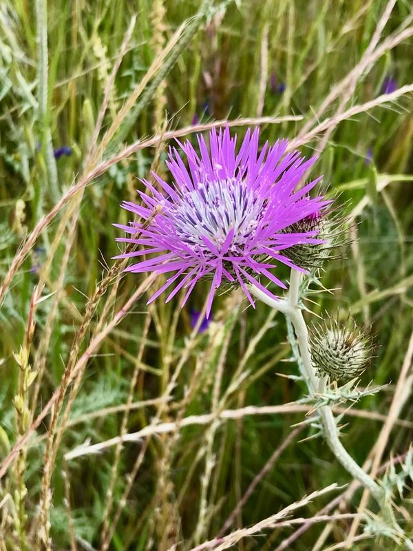 Chardon laiteux