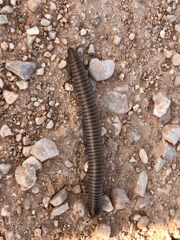 Ommatoiulus rutilans