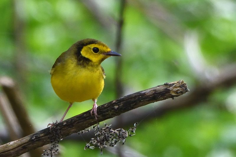 Paruline  capuchon