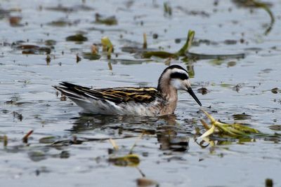 Phalarope  bec troit
