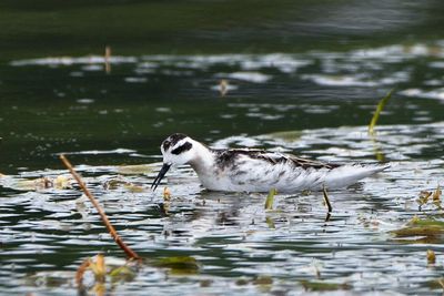 Phalarope  bec troit