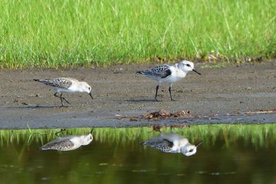 Bcasseau sanderling
