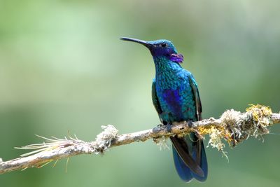 Colibri d'Anas