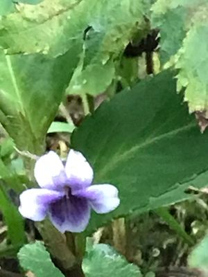 Viola stipularis