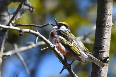 Paruline  flancs marron