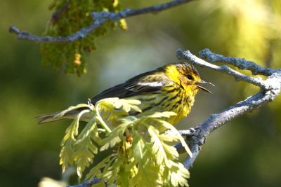 Paruline tigre