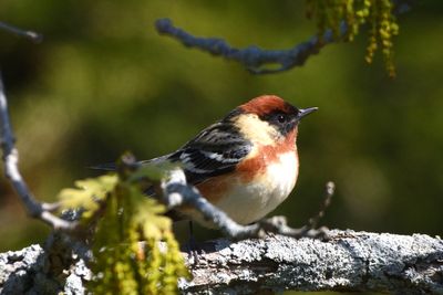 Paruline  poitrine baie