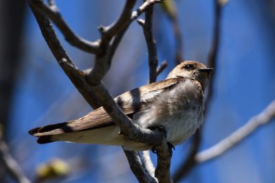 Hirondelle  ailes hrisses