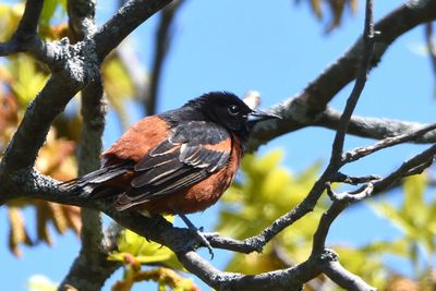 Oriole des vergers