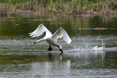Cygne tubercul