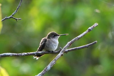 Colibri  gorge rubis