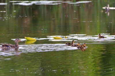 Canard colvert