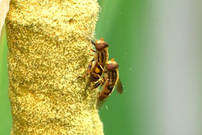 helophilina
