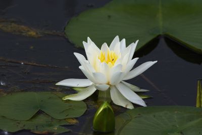 Nympha odorante