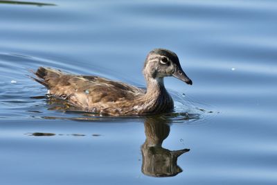 Canard branchu