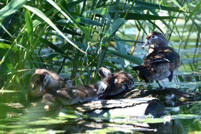 Canard branchu