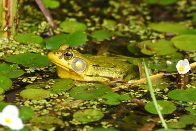 Grenouille verte