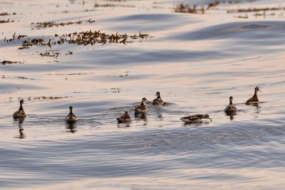 Phalarope  bec troit