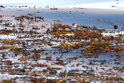 Phalarope  bec troit
