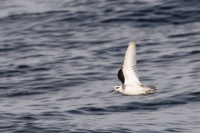Phalarope  bec large