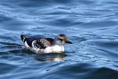 Guillemot  miroir
