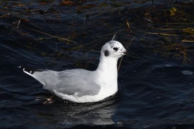 Mouette de Bonaparte
