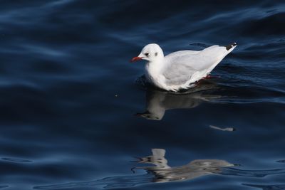 Mouette rieuse