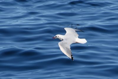 Mouette rieuse