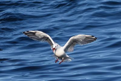 Mouette rieuse