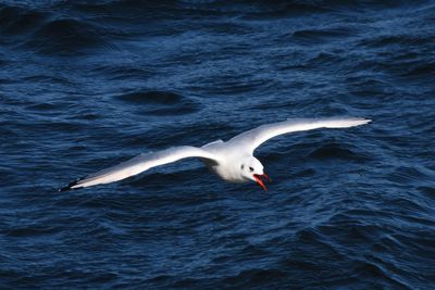 Mouette rieuse