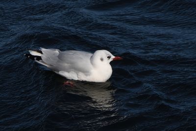 Mouette rieuse