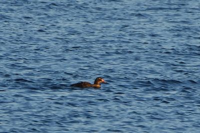 Eider  tte grise