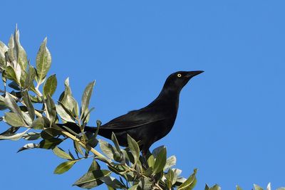 Quiscale noir