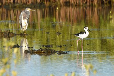 chasse d'Amrique et Aigrette tricolore