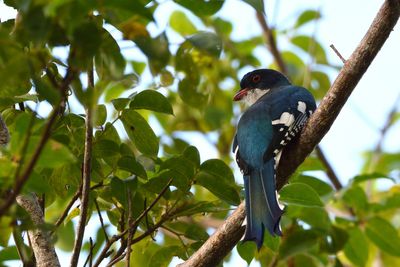 Trogon de Cuba