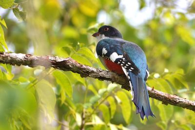 Trogon de Cuba