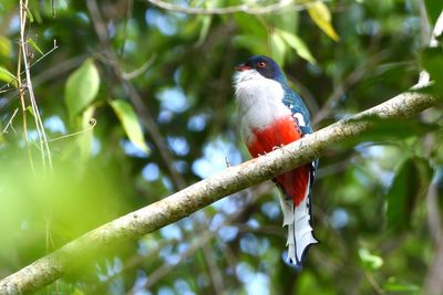 Trogon de Cuba