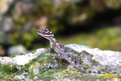 anolis lucius