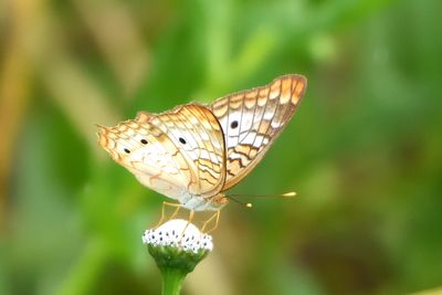 Nymphale cendre