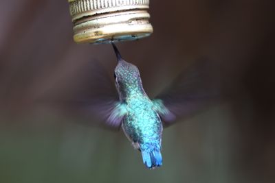 Colibri d'Elena